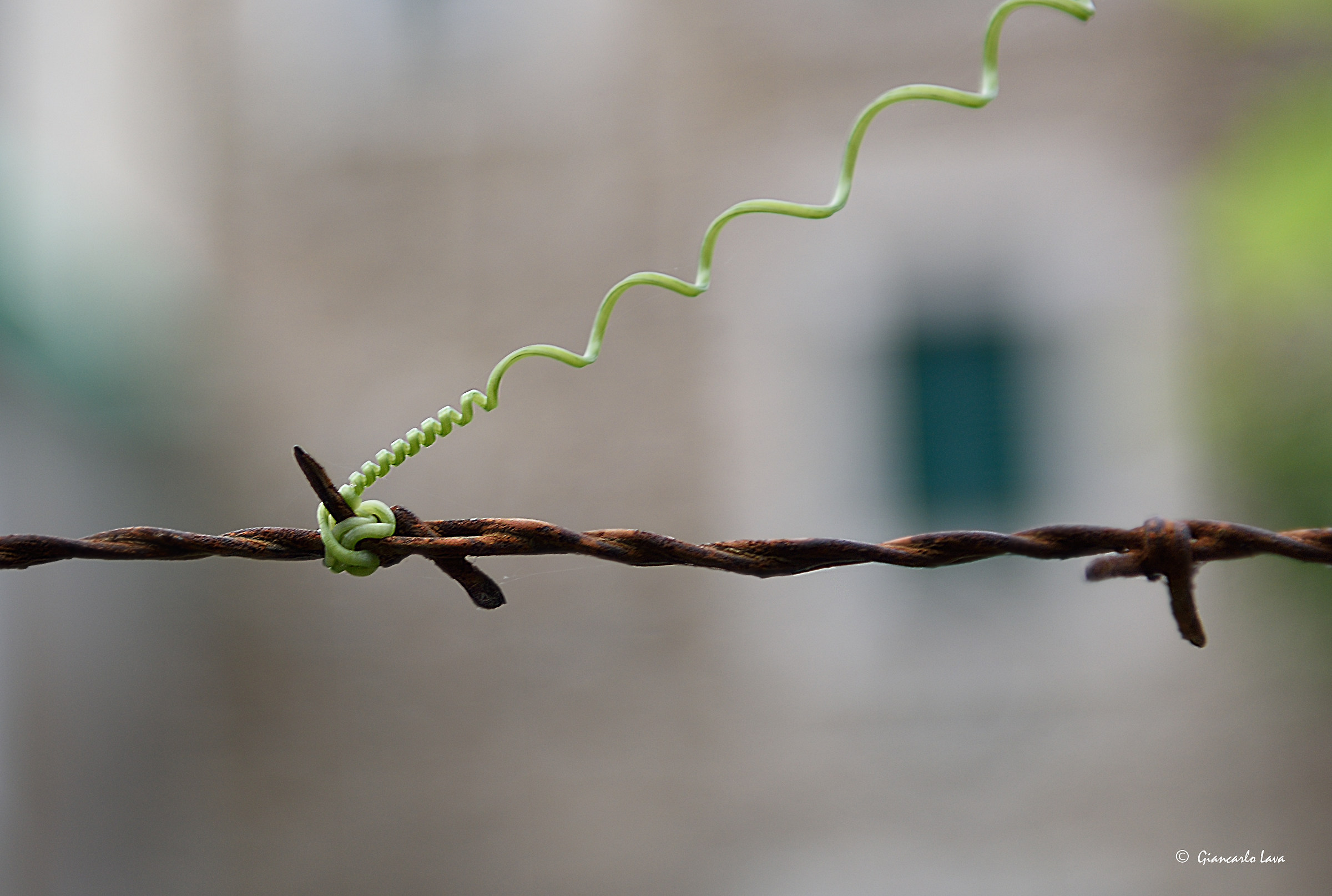 Legami indissolubili