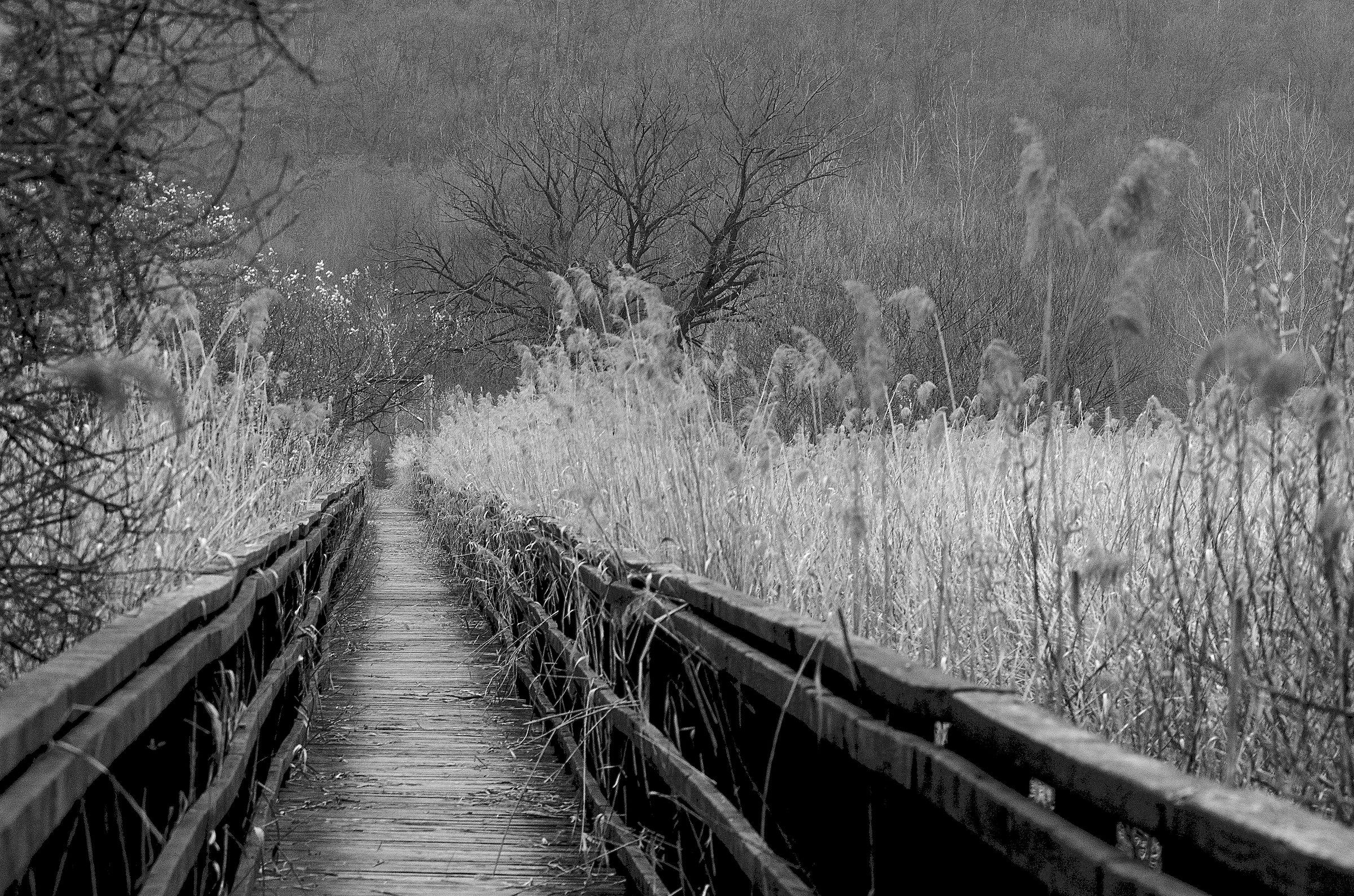 Bridge over the swamp