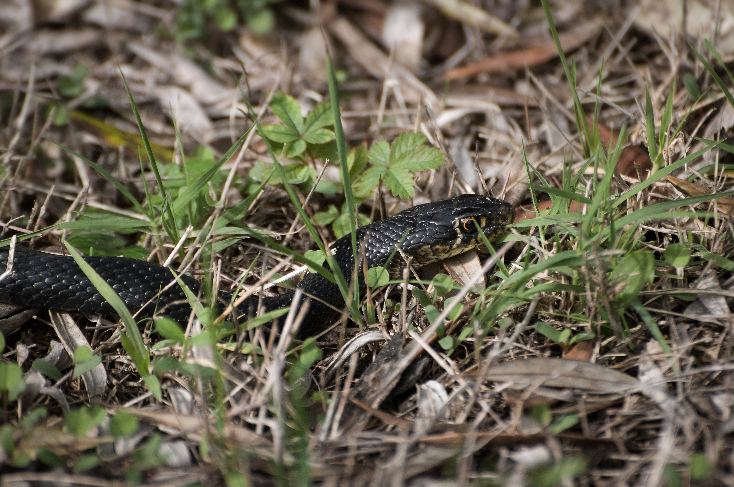 Hierophis viridiflavus (Biacco)