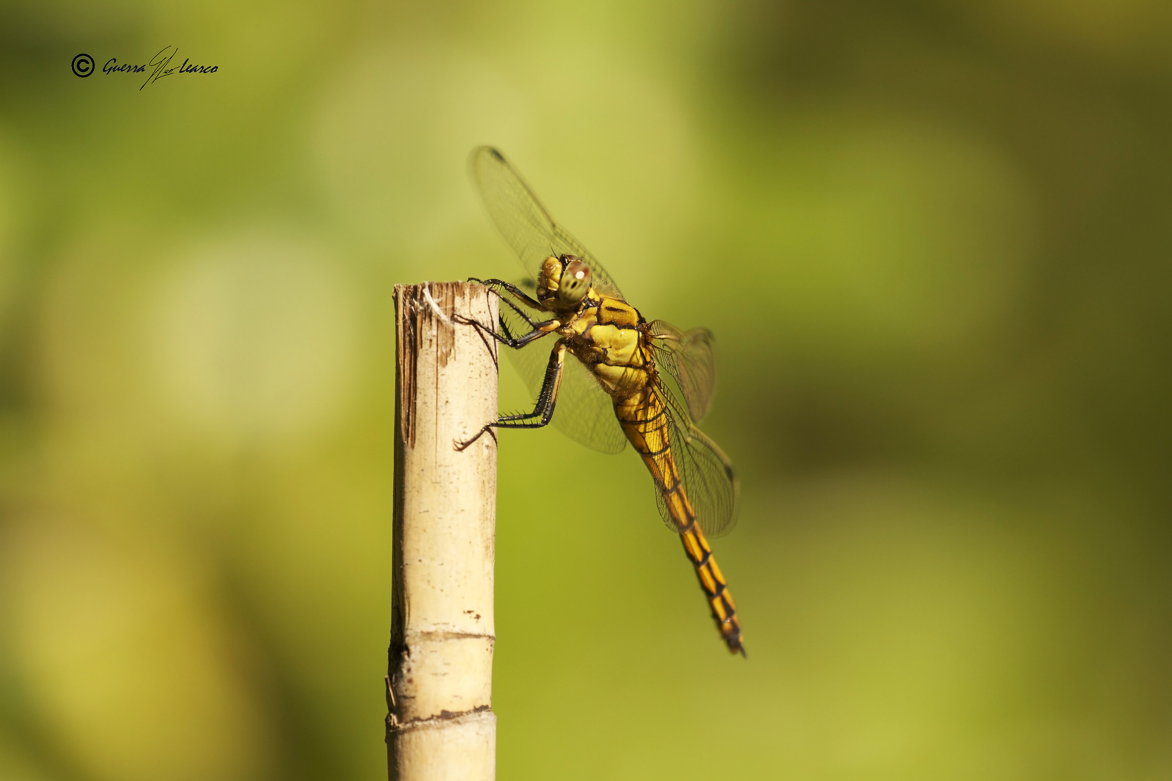 volando di qua e di la