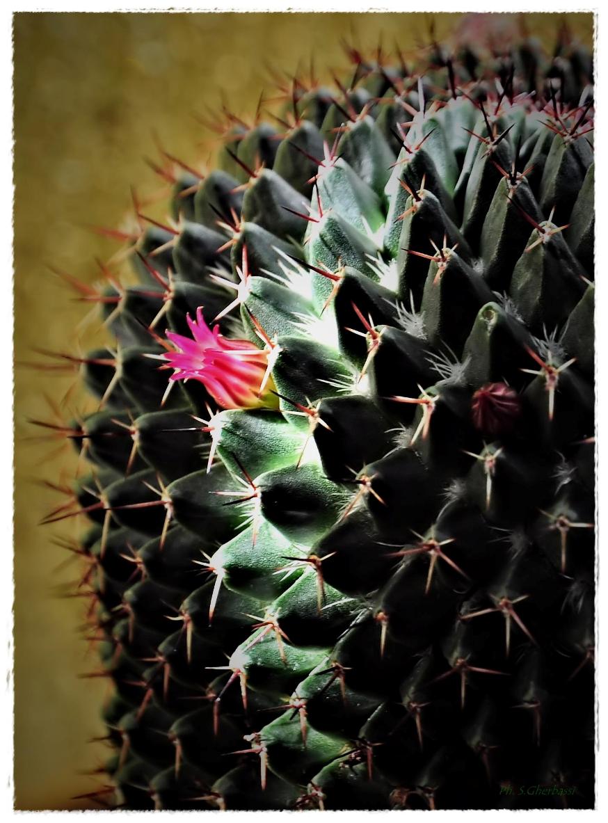 flower succulent plant