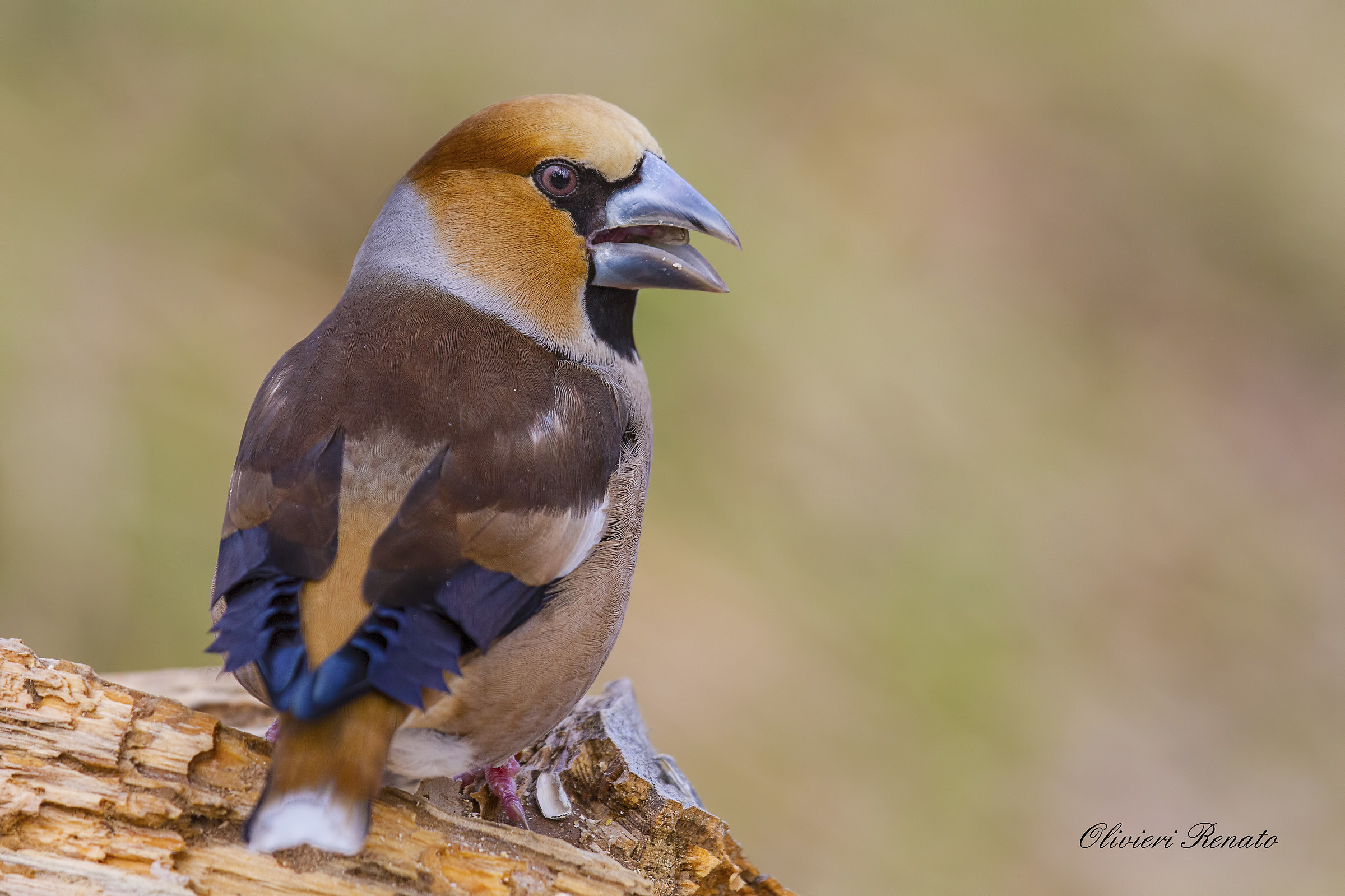Frosone (Coccothraustes coccothraustes)