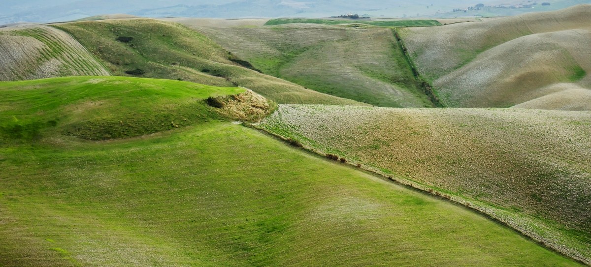 Wheat grows slowly ....
