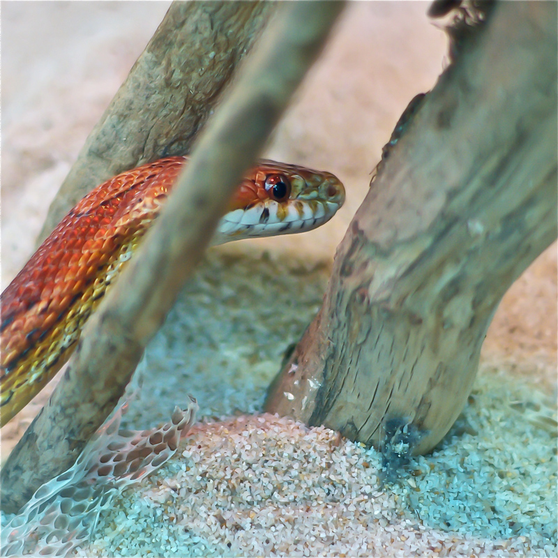 Serpente del grano
