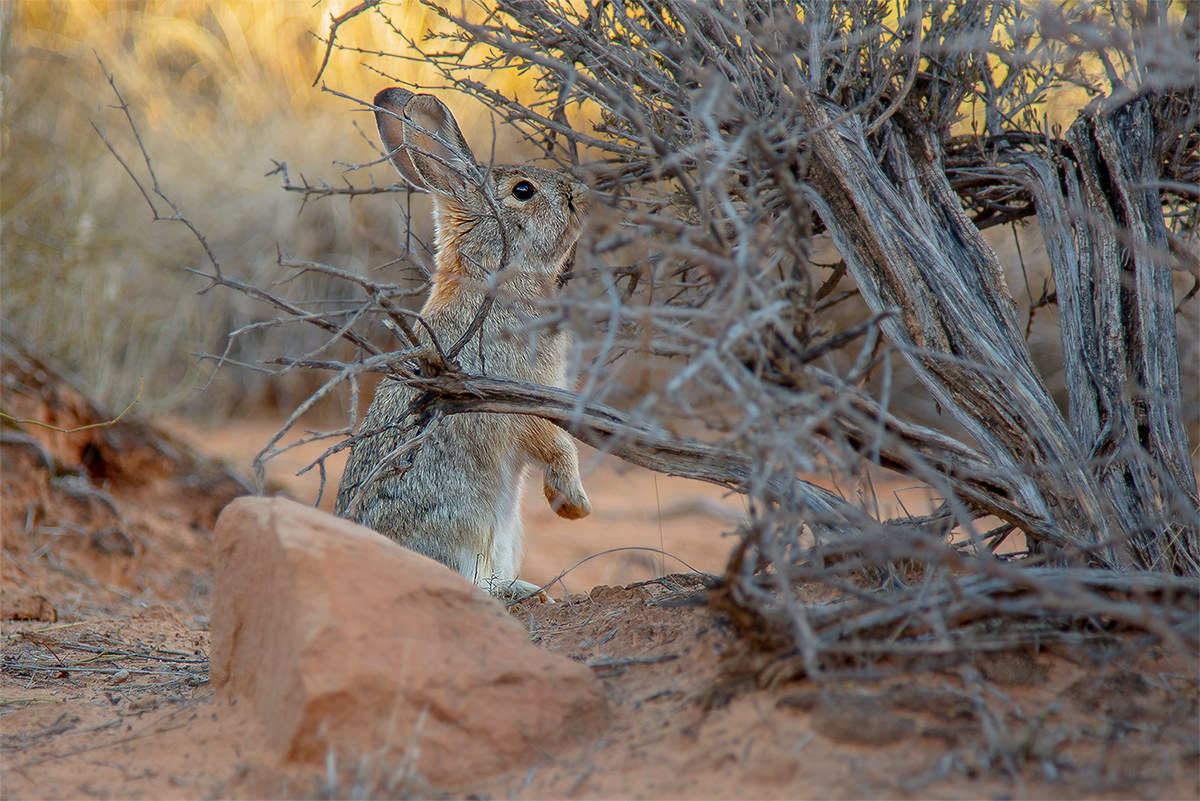 Coniglio Del Deserto