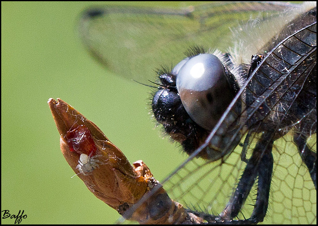 The dragonfly and the spider