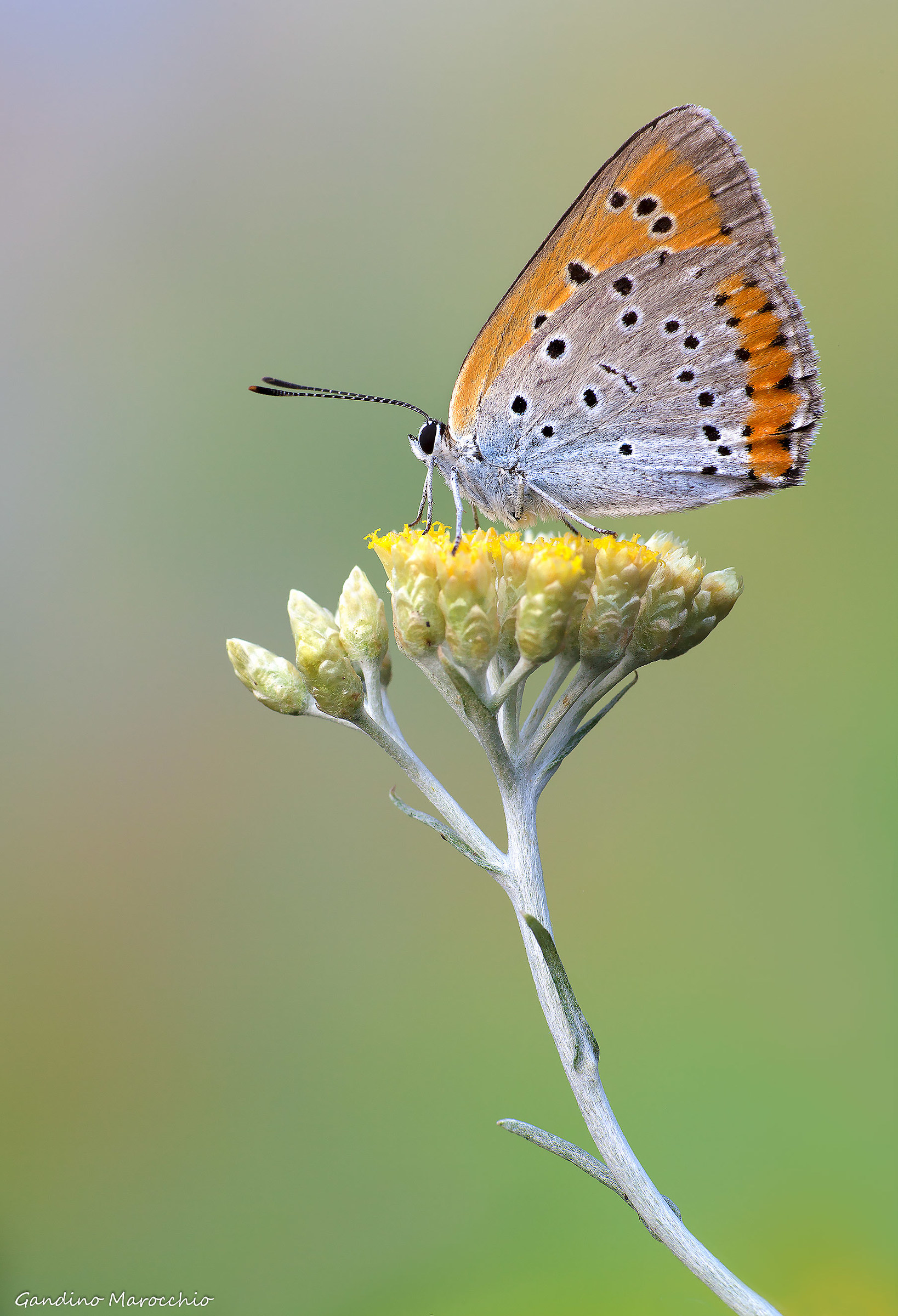 Lycaena dispar