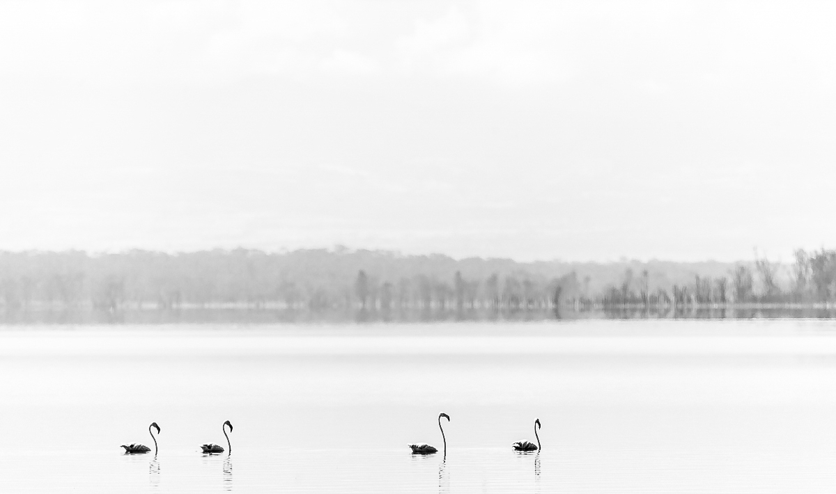 Suggestioni africane (kenya)