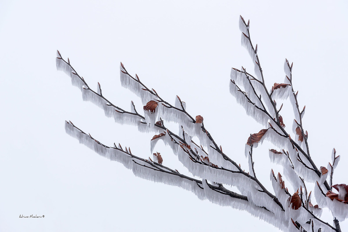 Sculture della natura