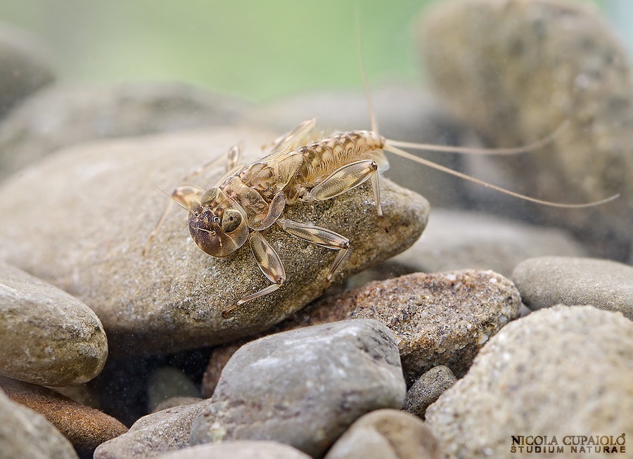 Ninfa di efemerottero