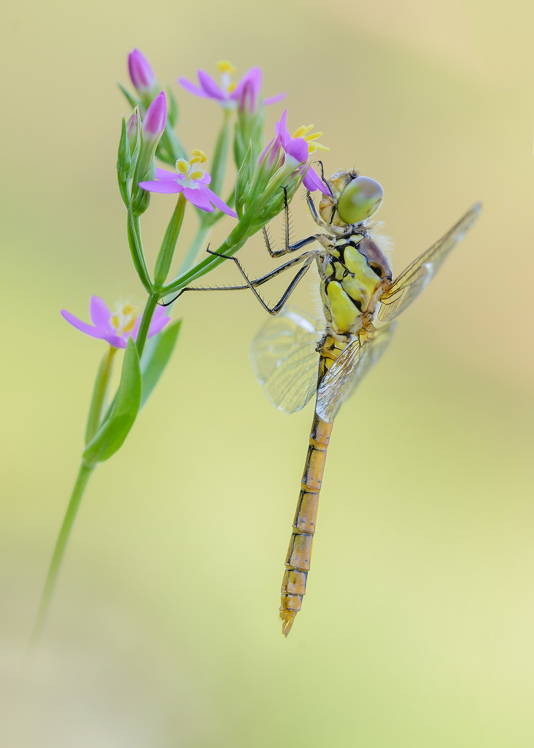 Sympetrum striolatum