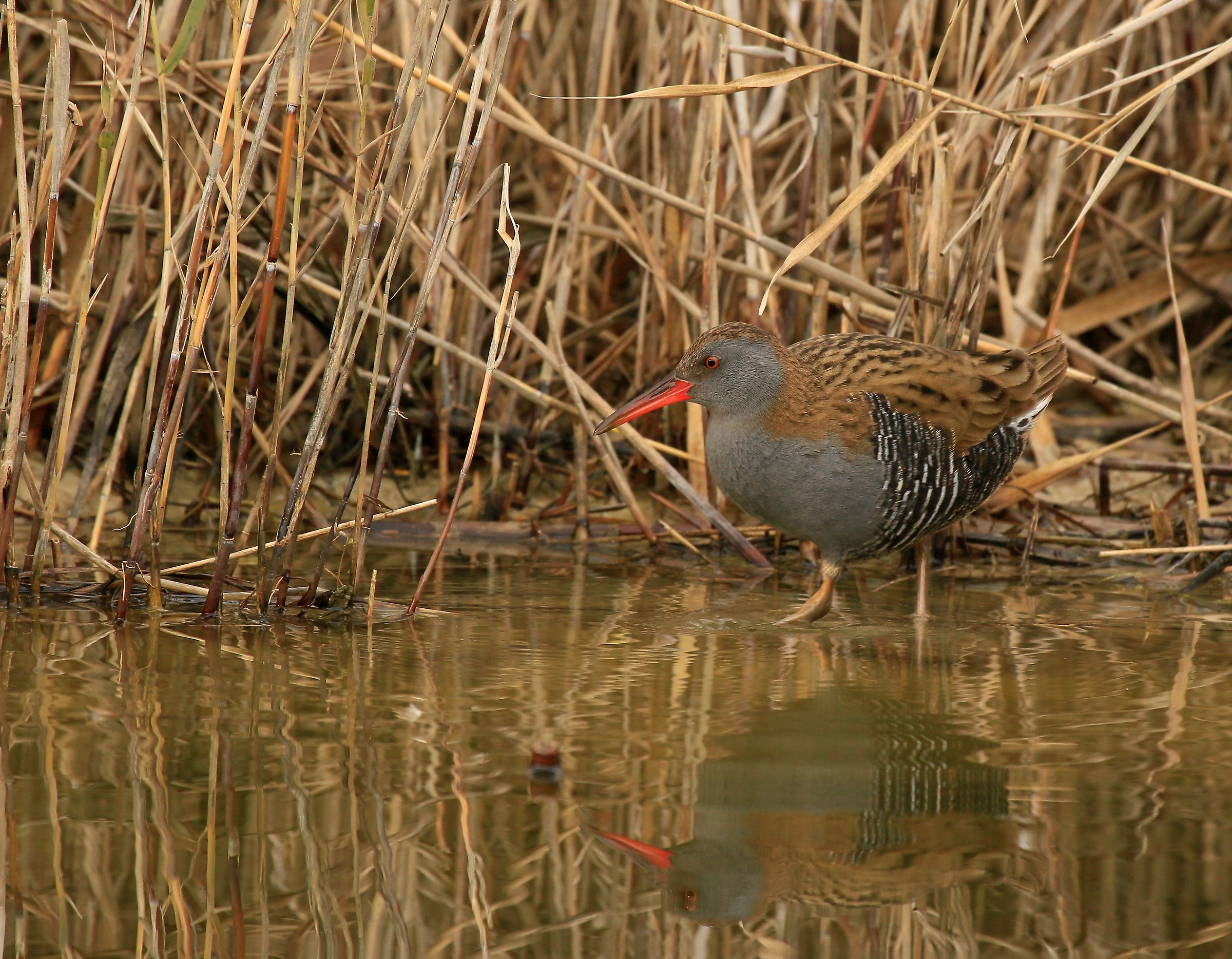 Not even a little ray of sunshine: Water Rail