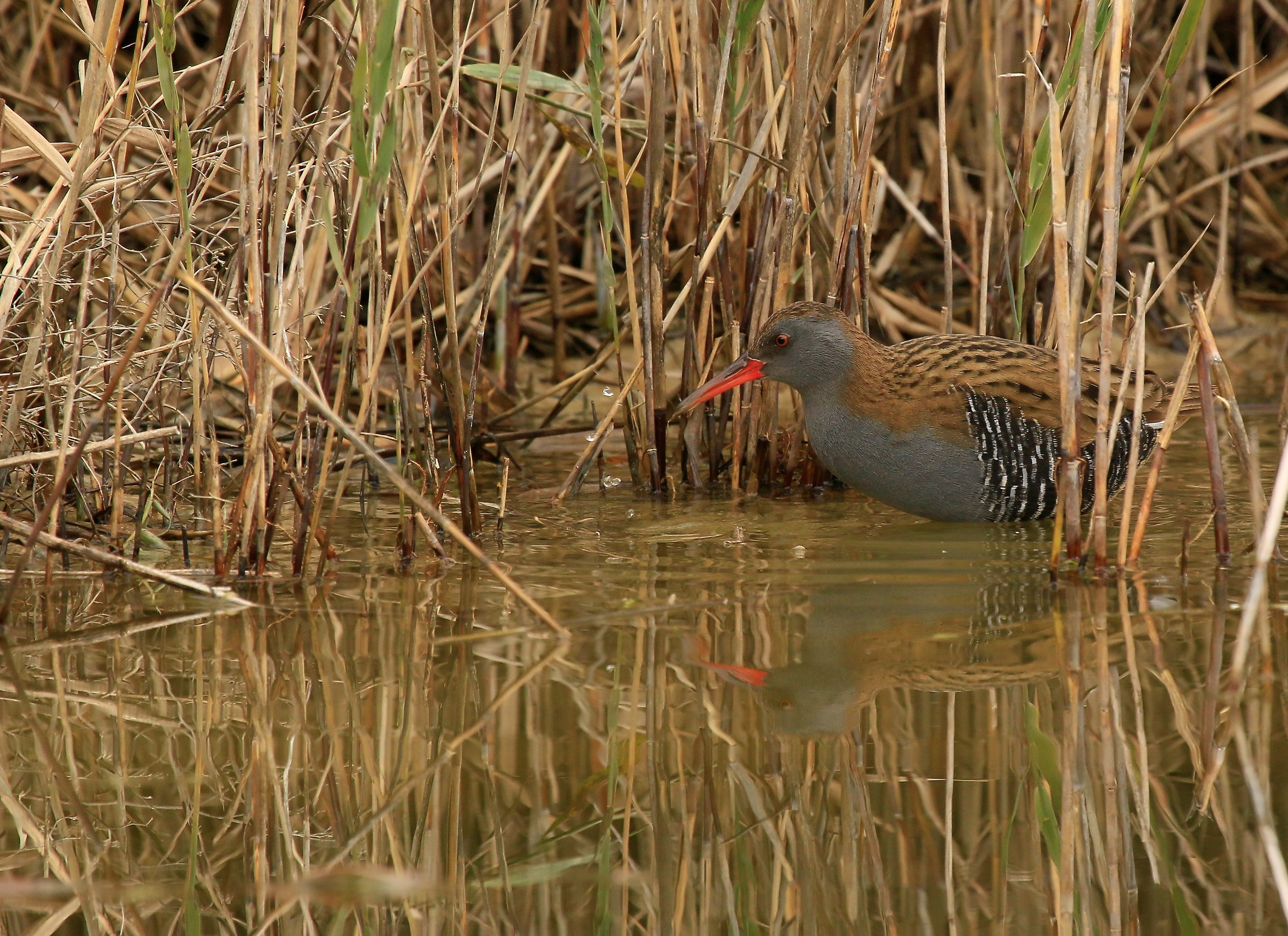Nn demordiamo even with the clouds: Water Rail
