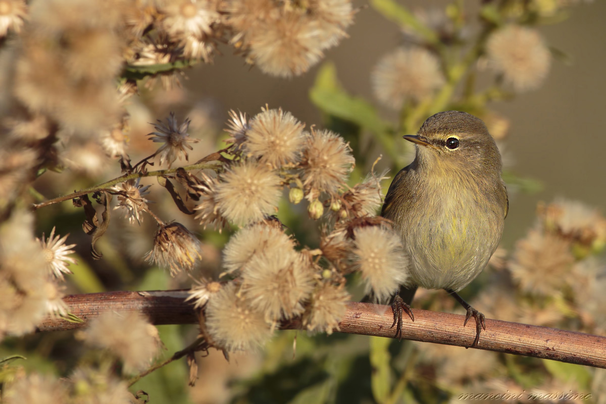 He 'small (Phylloscopus collybita)