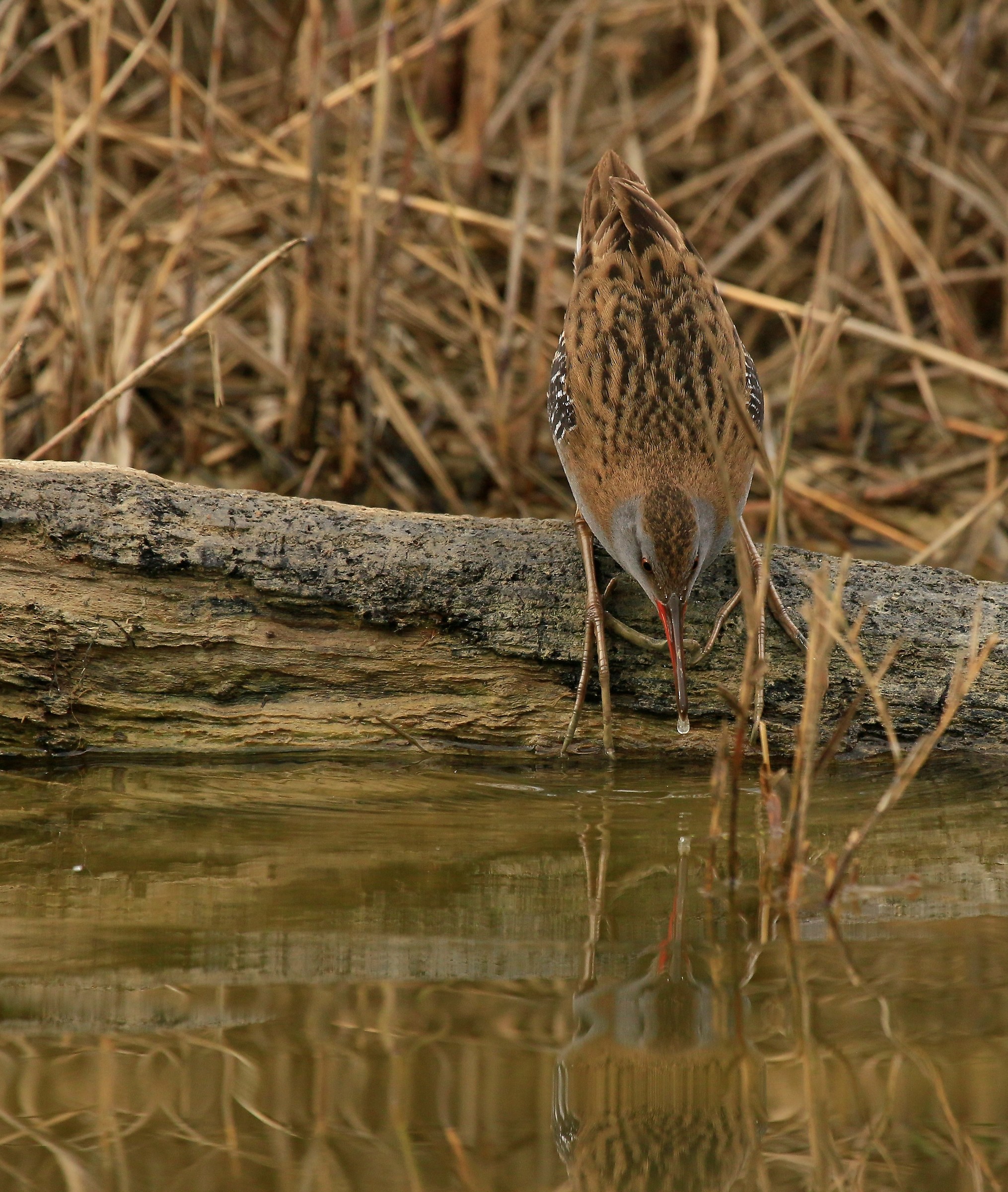 Porciglione as Narciso
