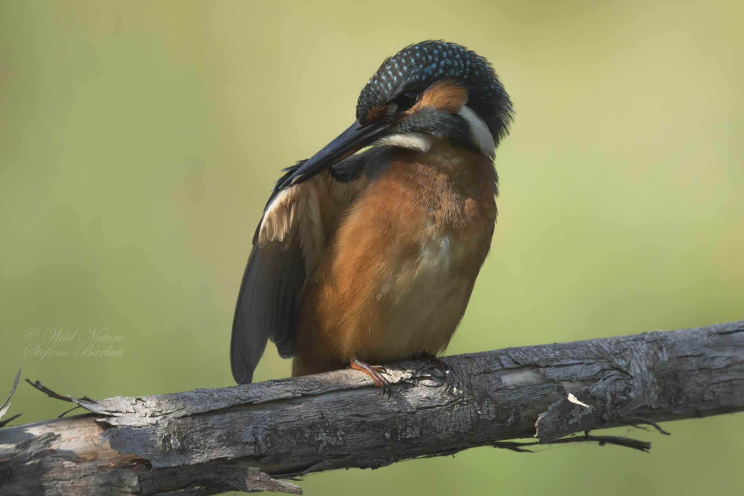 Giovane Martina durante il make up