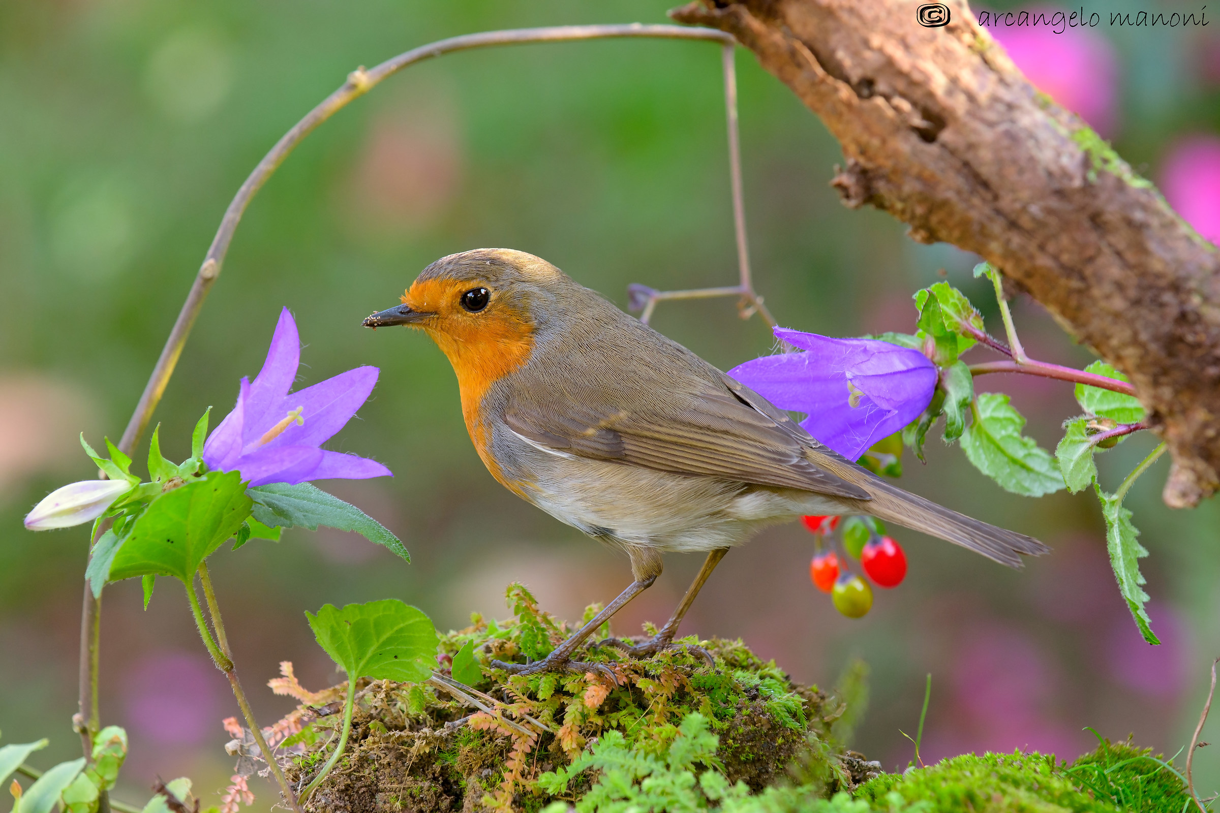 Pettirosso nell'autunno fiorito 2015