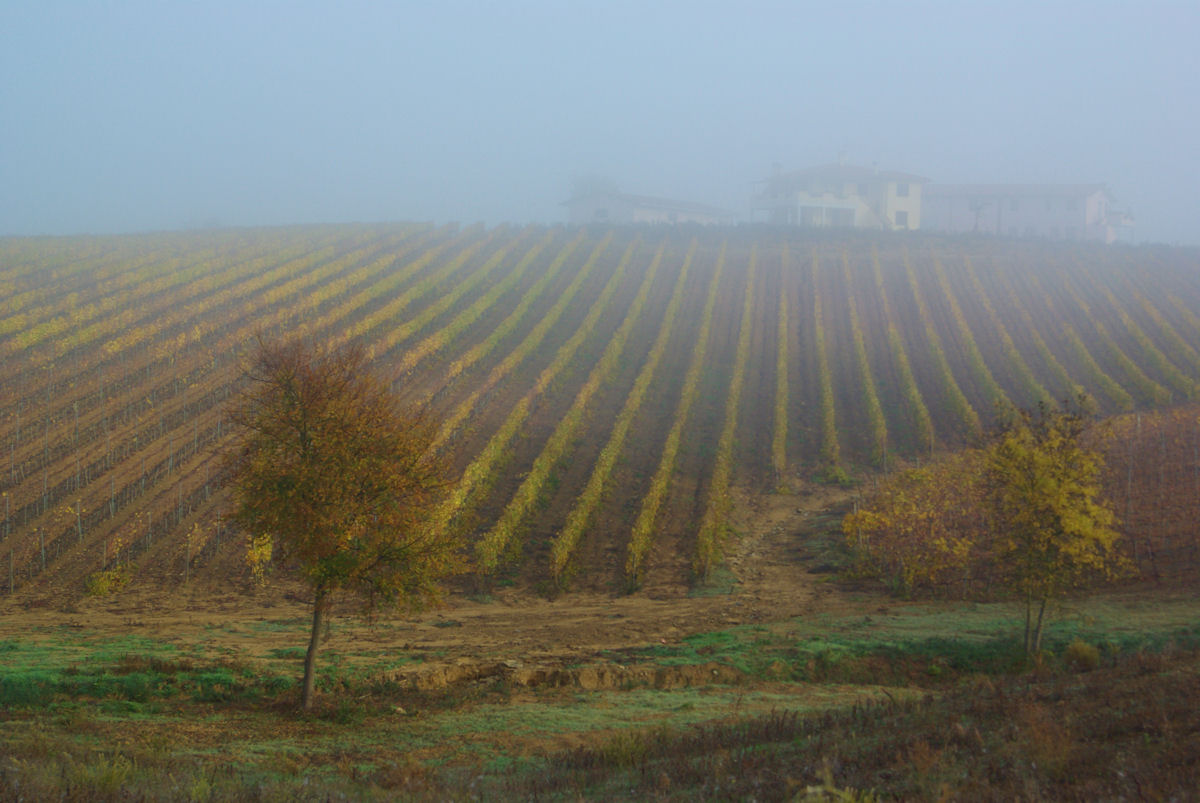 Nebbia nel vigneto