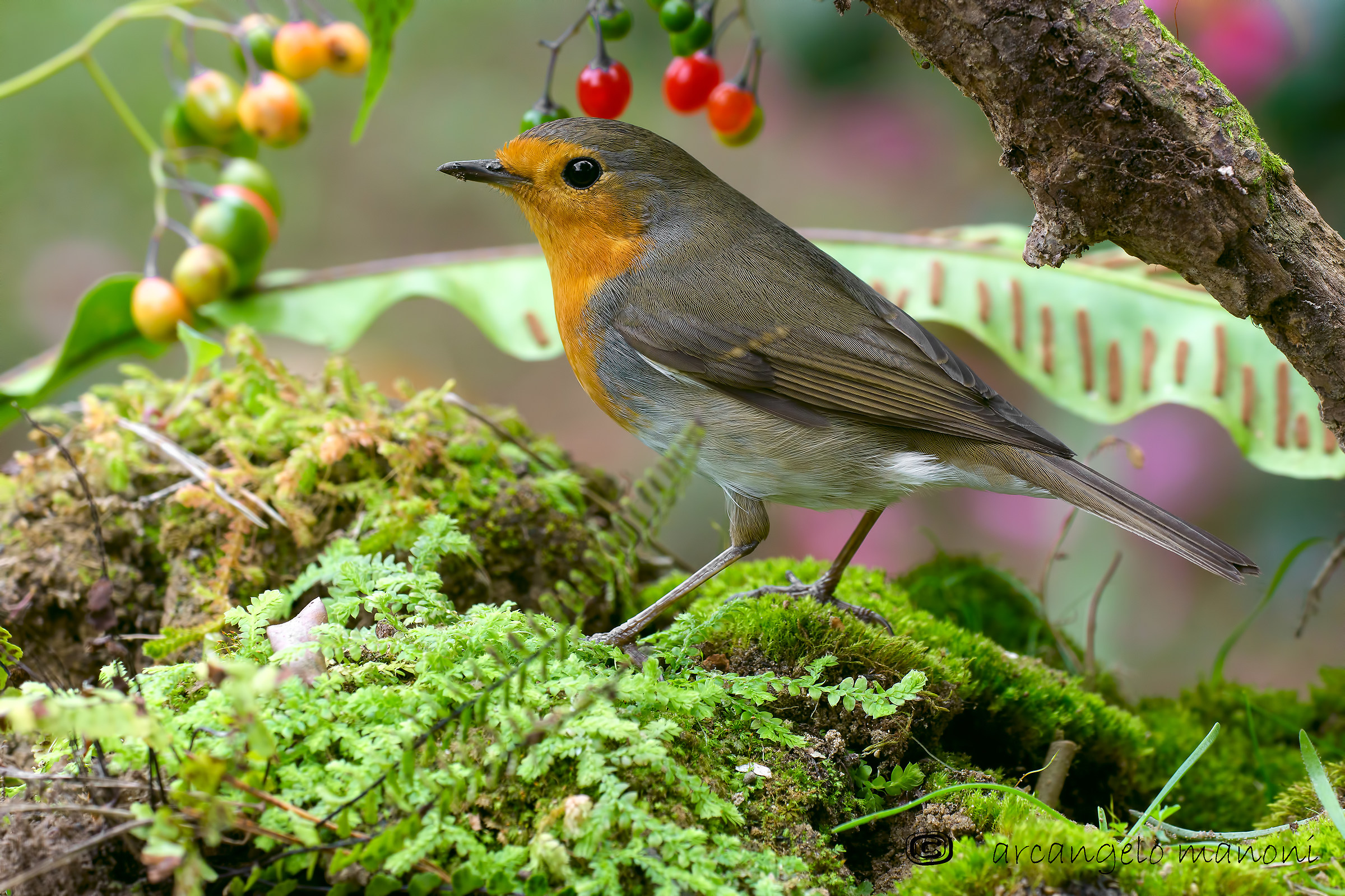 Robin with 180 macro