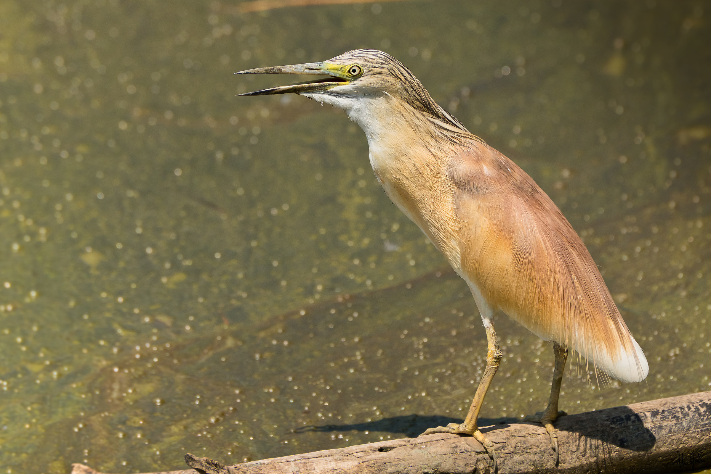 Sgarza ciuffetto-3013