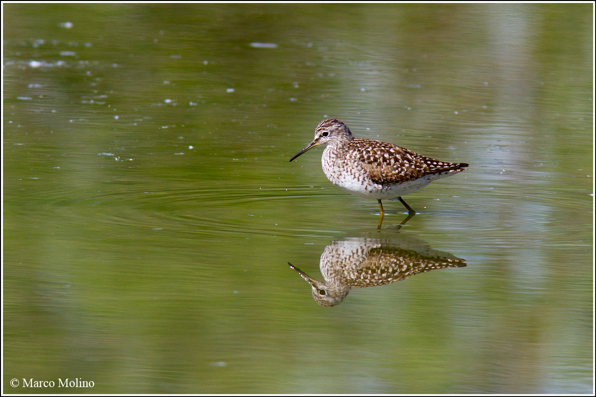 Tringa glareola - Piro-piro boschereccio