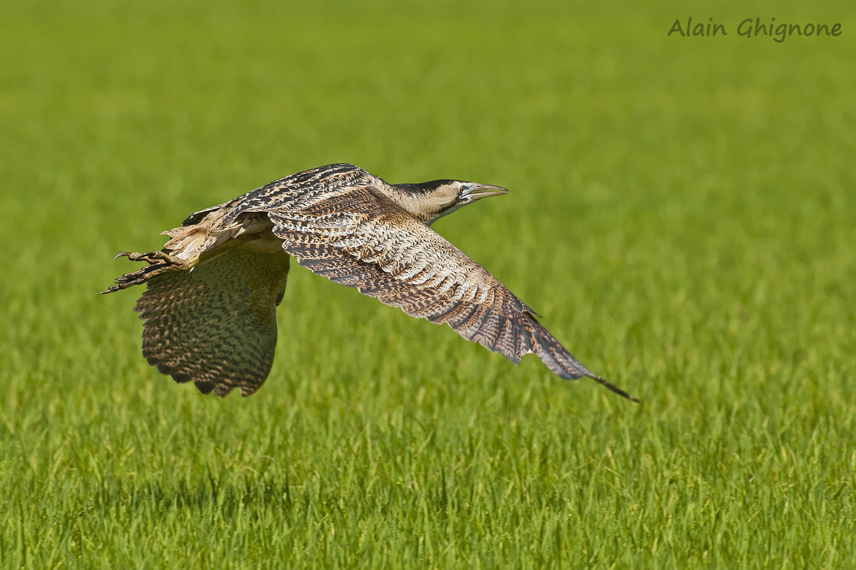 Bittern in flight