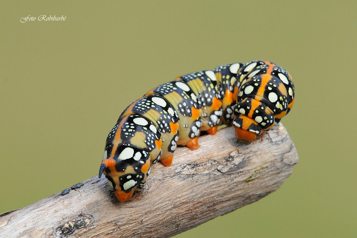 Sfinge dell'euforbia....