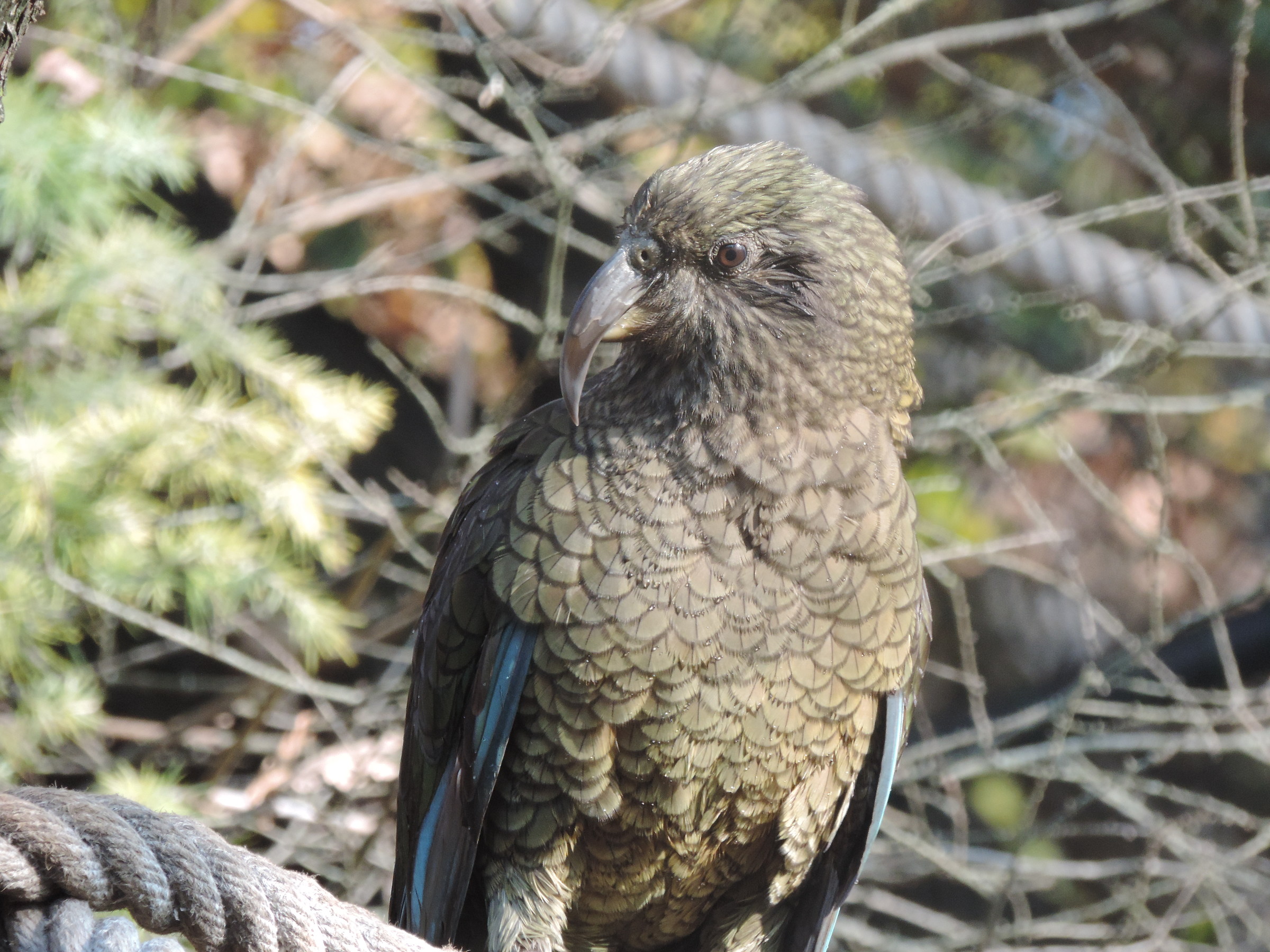 kea