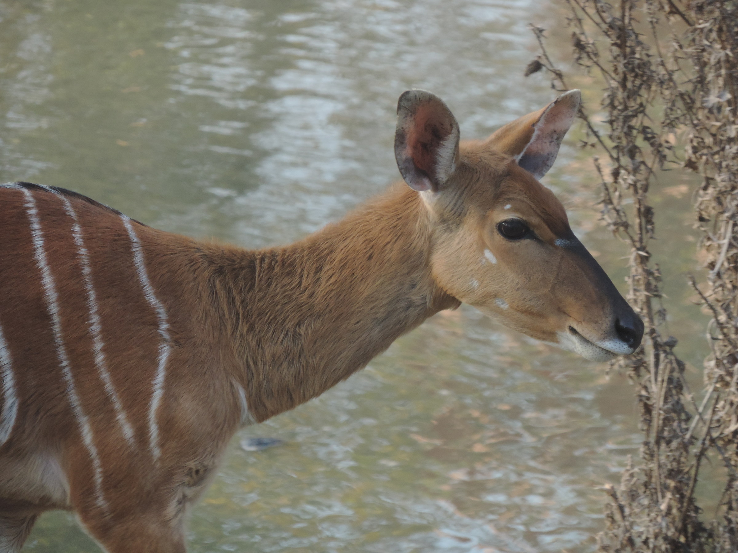 nyala