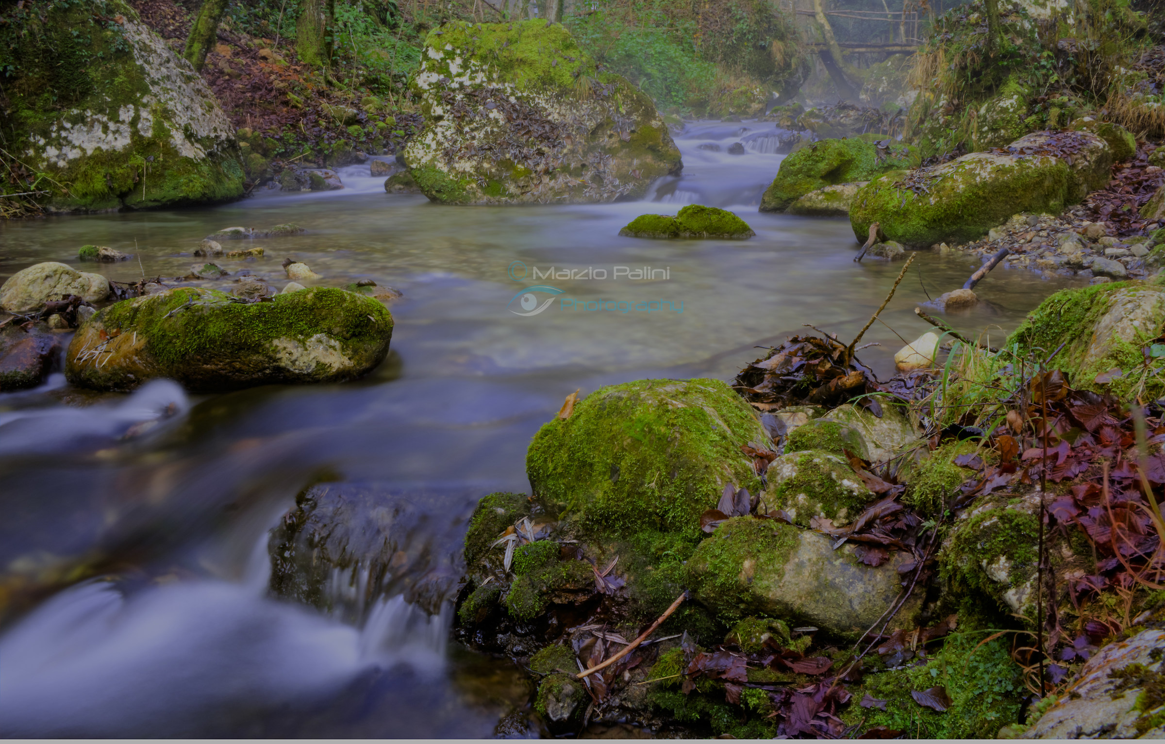 Alla ricerca del muschio