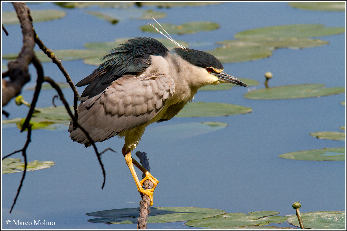 Nycticorax nycticorax - Nitticora