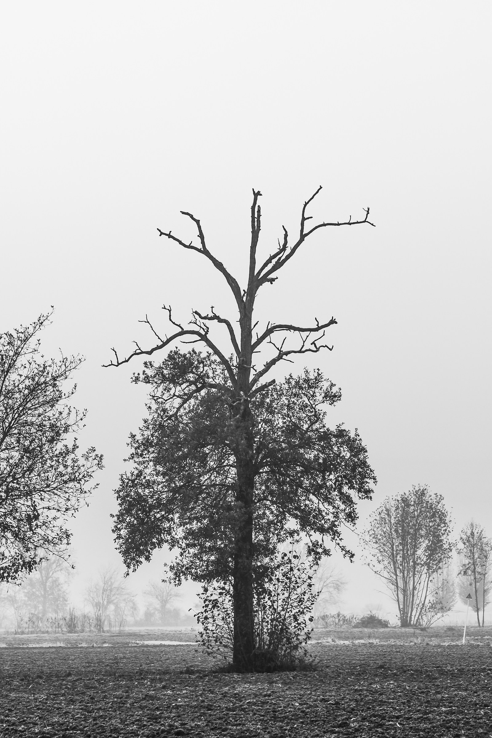 albero della vita????????????