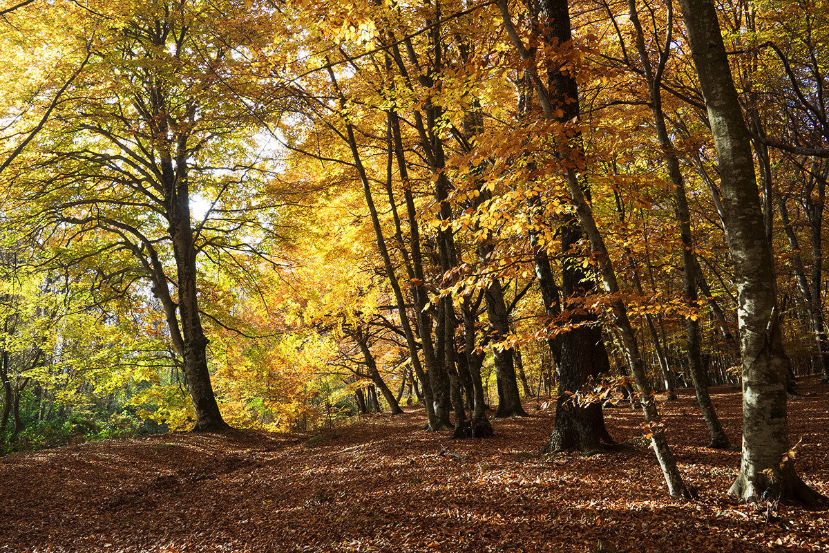 Esplosione di colori