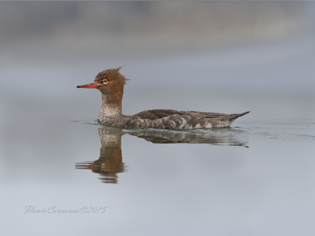 Smergo minore femmina