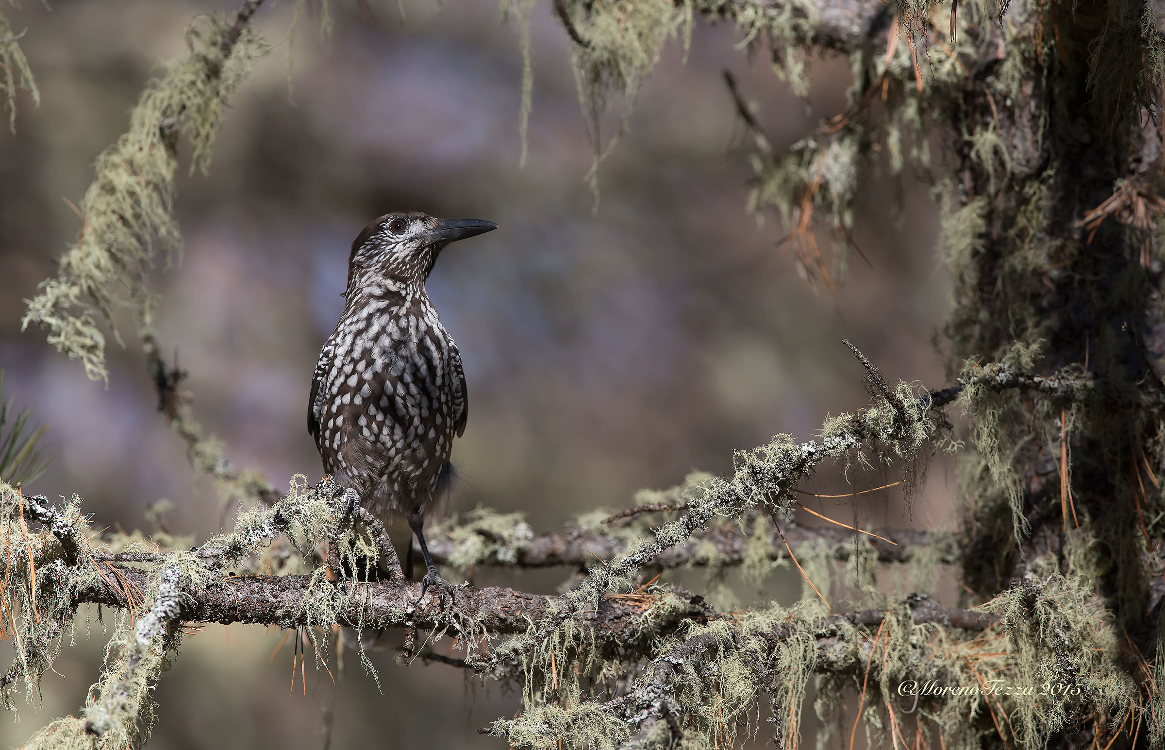 Nocciolaia ambientata