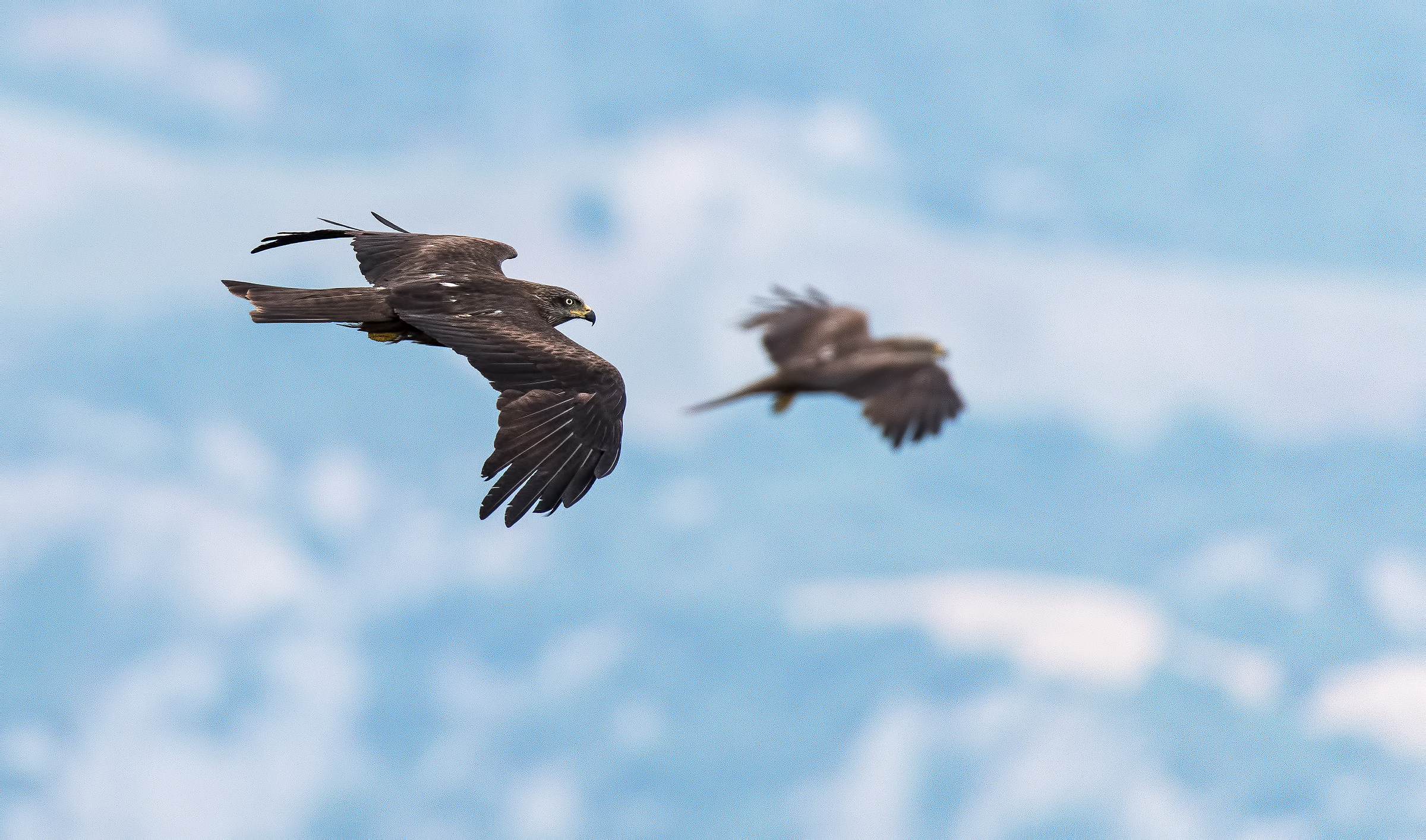 Nibbi Bruni verso sera.