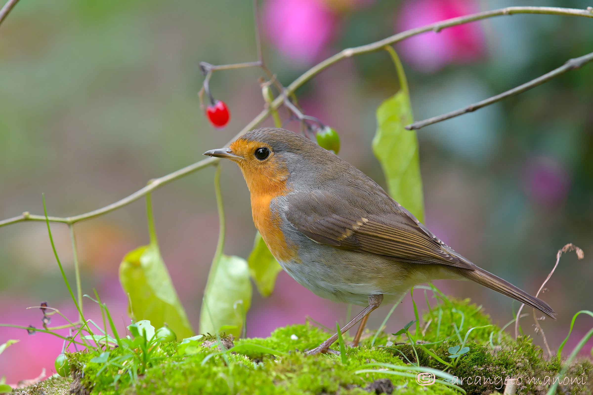 Looking for food among the moss