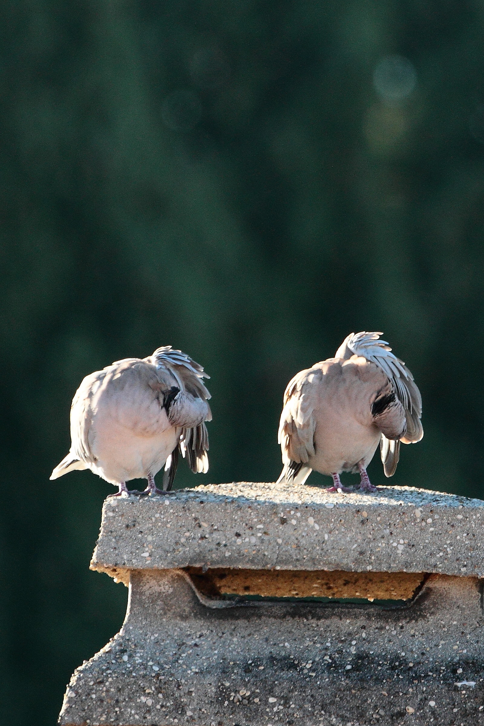 Tortore - Risveglio muscolare
