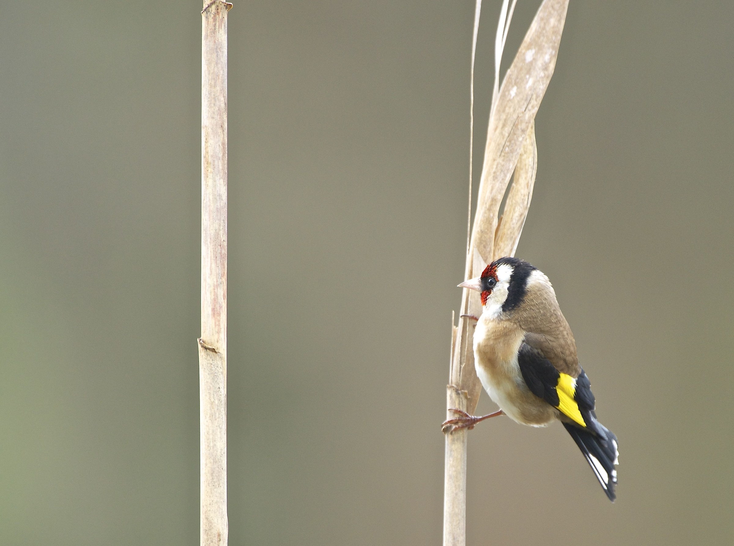 goldfinch