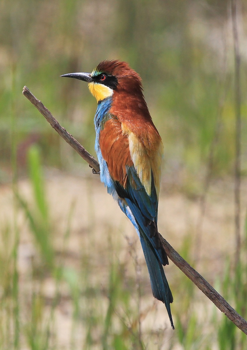 Vedetta.................