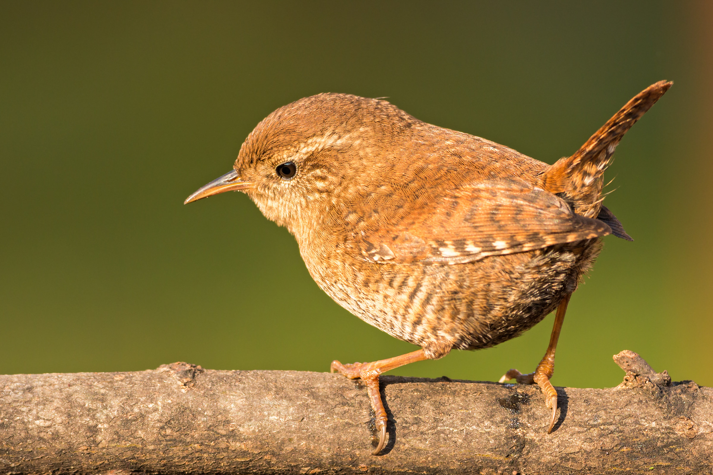 wren