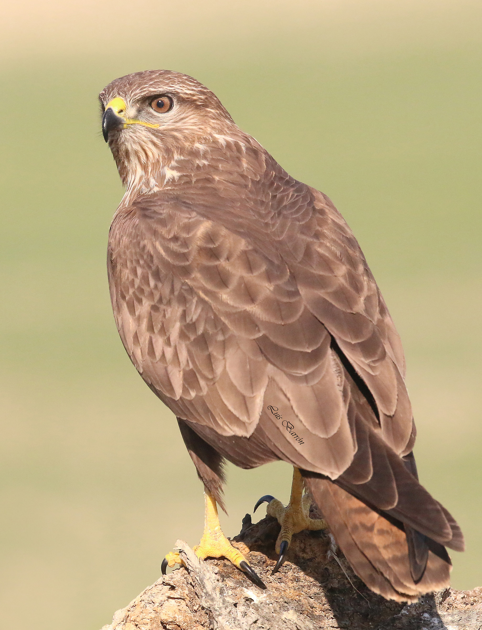 Buzzard