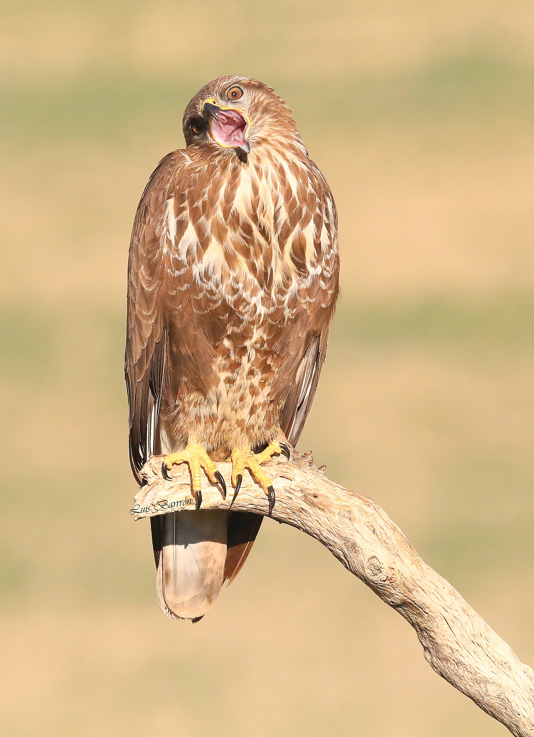 Buzzard