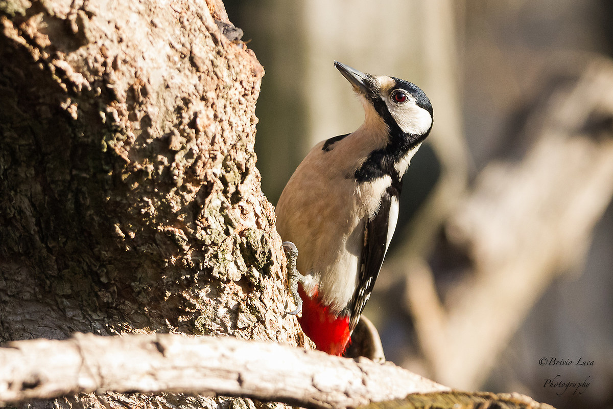 picchio rosso maggiore