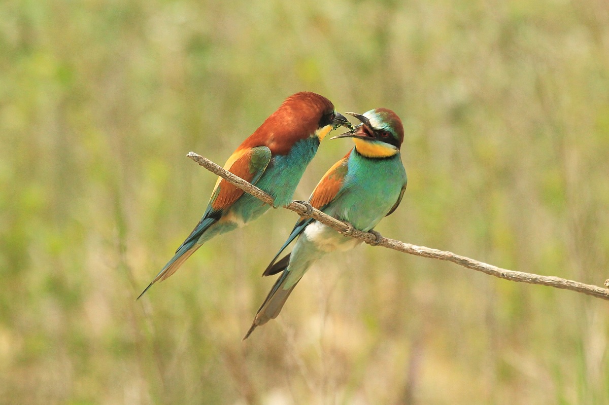 Scambio..................