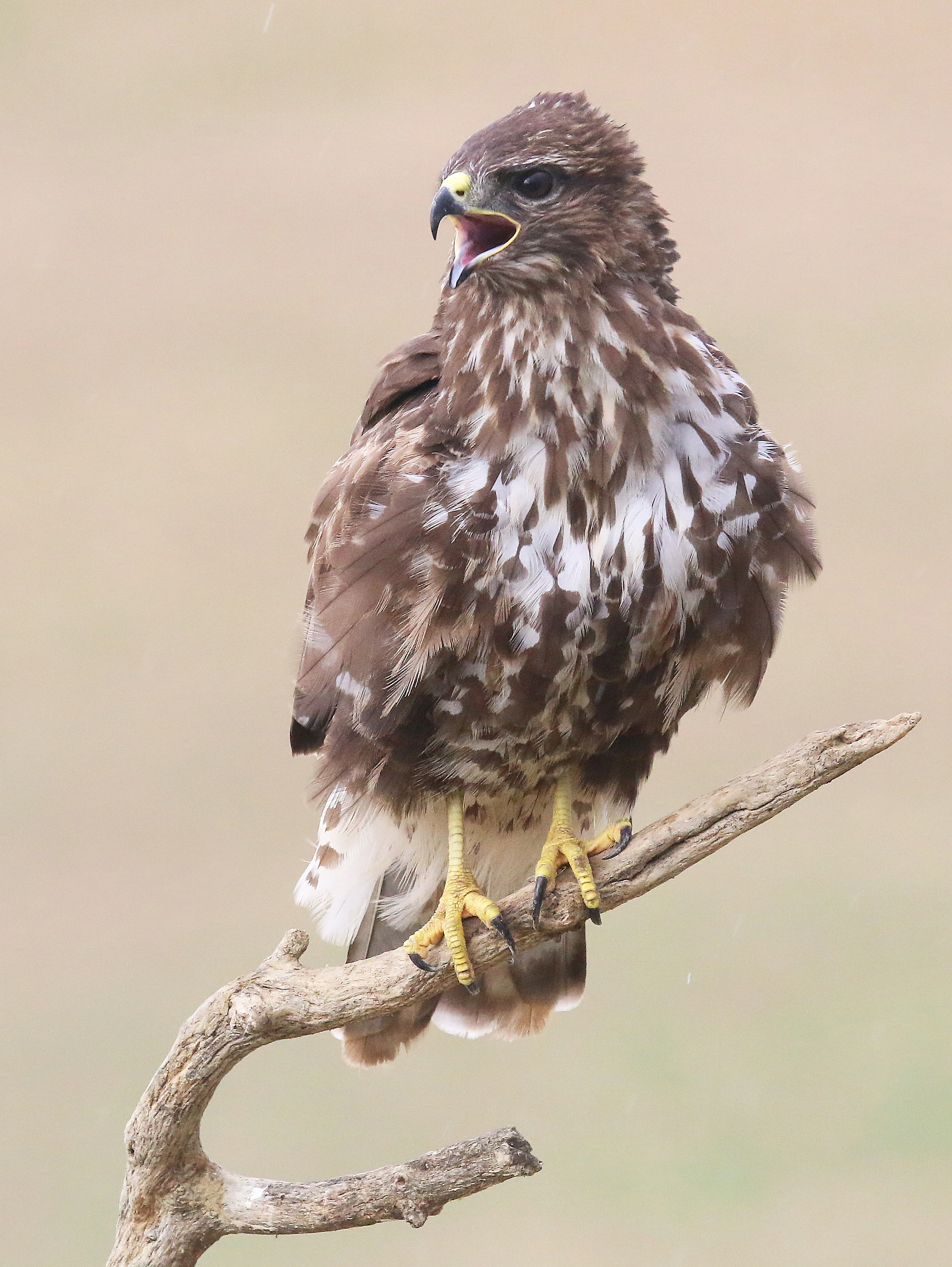 Buzzard