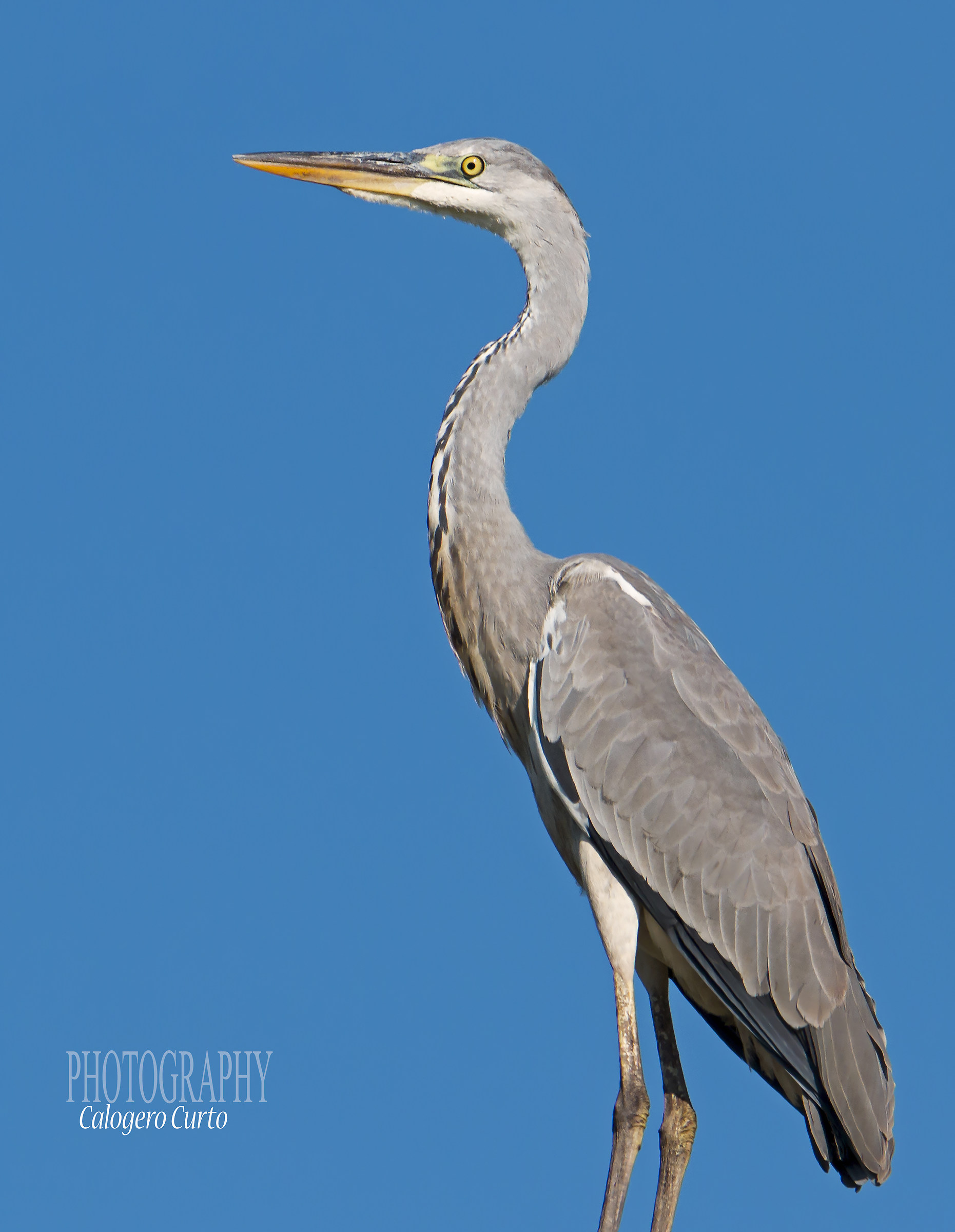 Heron