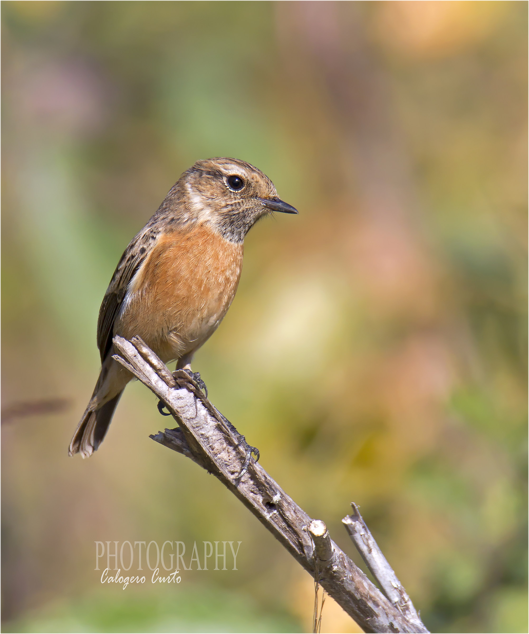 Stonechat female