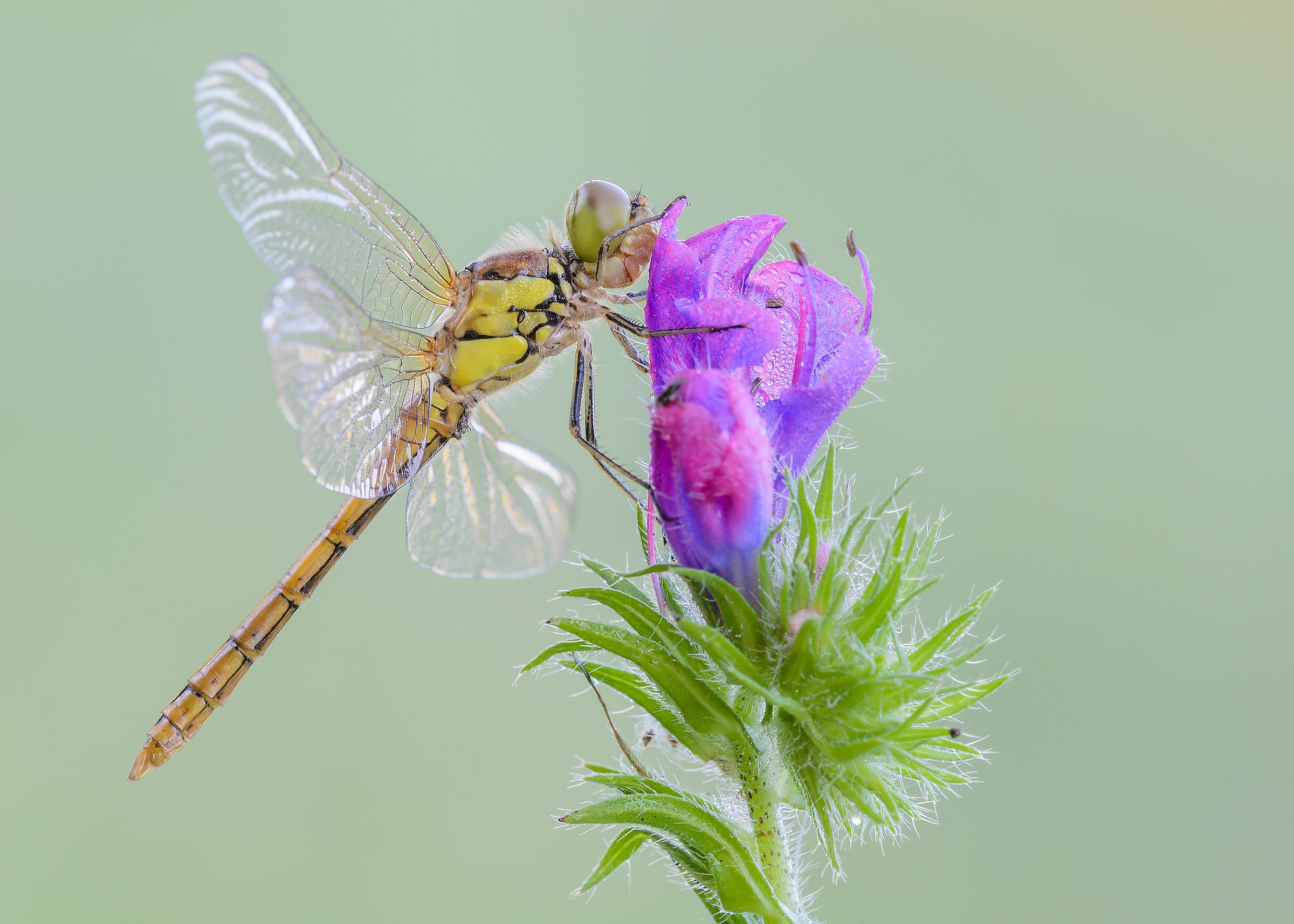 Sympetrum striolatum