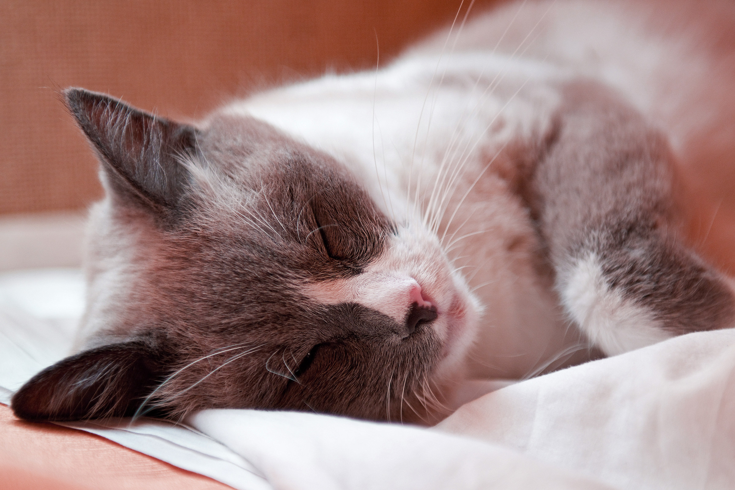 I sleep .... but I take care of you!